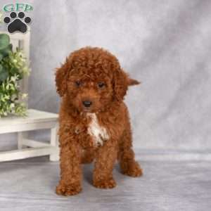 Tricia F1B, Cavapoo Puppy